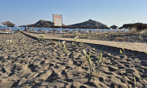 Muğla'da Kum Zambakları Beyaza Bürüdü