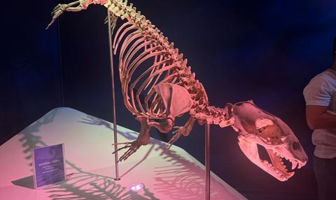 Okyanusun Devleri Sergisi İstanbul'da Ziyaretçileri Ağırlıyor