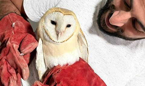 Peçeli Baykuş Erzurum'da Doğaya Salındı