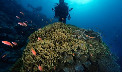 Ras Muhammed Milli Parkı: Dalış ve Doğa Tutkunları İçin Cennet