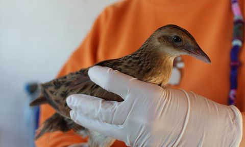 Samsun'da Bıldırcın Kılavuzu Kuşu Tedavi Ediliyor