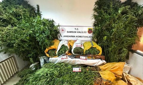 Samsun'da Kenevir Üretimi İddiasıyla Baba Oğul Tutuklandı