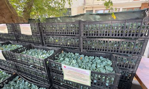 Sarıyer'de Üreticilere Fide Dağıtımı Yapıldı