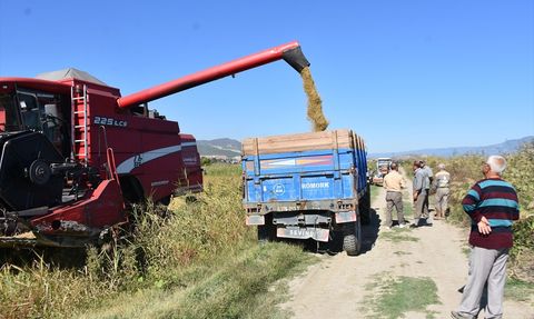 Sinop'ta Çeltik Hasadı Başladı
