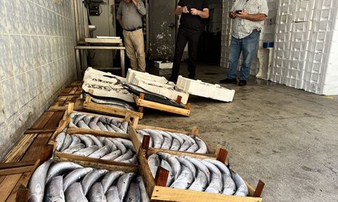 Sinop'ta Palamut Avında Rekor Seviyeler