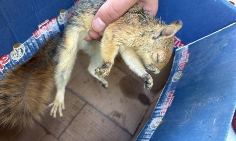 Şırnak'ta Yaralı Kuşlar ve Sincap Kurtarıldı