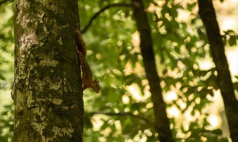 Sonbaharın Büyüsü: Yedigöller Milli Parkı