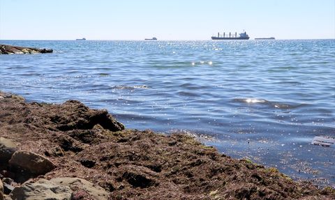 Tekirdağ Sahilinde Kırmızı Yosun Sorunu