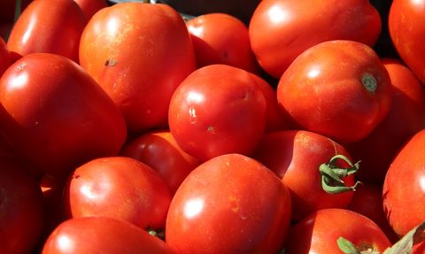 Tokat'ta Domates Hasadı Devam Ediyor