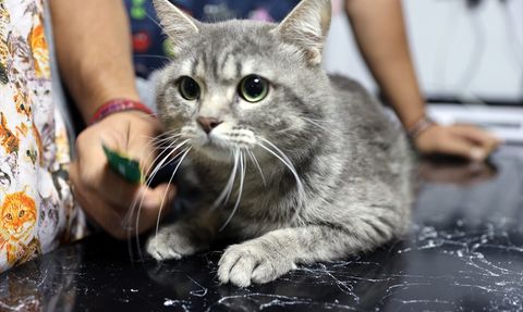 Zehirlenen Sahipsiz Kedi Sağlığına Kavuştu