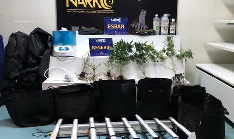 Adana'da Kenevir Yetiştiren Zanlı Tutuklandı