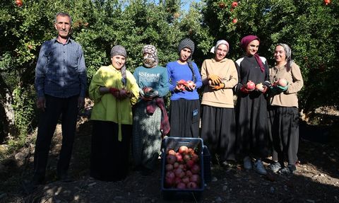 Adıyaman’da Nar Hasat Dönemi Başladı