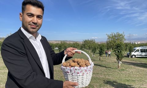 Amasya'da Ceviz Hasadı Ziyareti