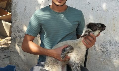 Antalya'da Beş Ayaklı Kuzu Doğdu
