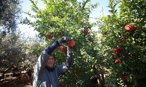 Antalya, Nar Üretimi ve İhracatında Zirvede