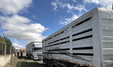 Ardahan'da Şap Karantinası Sona Erdi, Hayvan Sevkiyatları Arttı