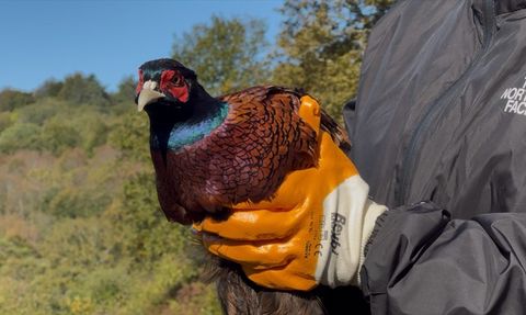 Bartın'da Kahverengi Kokarcayla Mücadele İçin 250 Sülün Doğaya Salındı