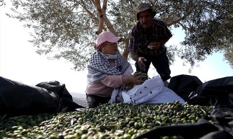 Batı Şeria'da Zeytin Hasadı ve Saldırılar