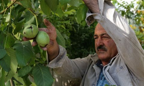 Bitlis'in Adilcevaz İlçesinde Ceviz Hasadı Yüzleri Güldürüyor