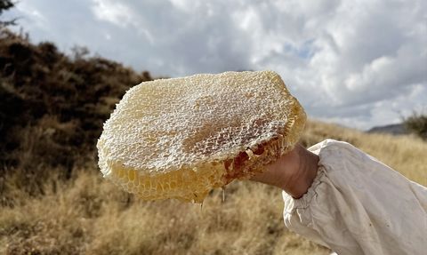 Bitlis'te Karakovan Balı Hasadı Başladı