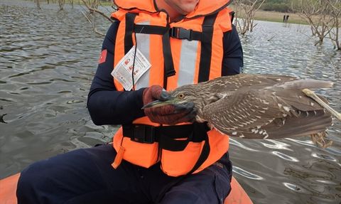 Bursa'da Misina ile Mahsur Kalan Yabani Kuş Kurtarıldı