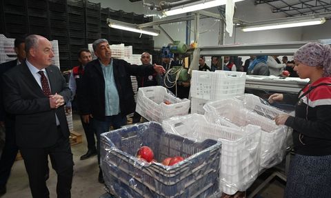 Denizli'de Nar Hasadı Başladı