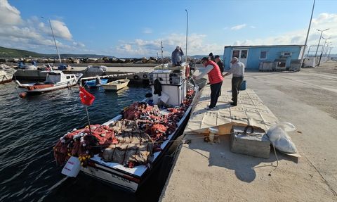 Eceabat'ta Balıkçının Şaşırtan Avı: 1000 Palamut