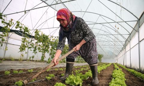 Edirne'de Şirin Teyze'nin İkinci Serası Kuruluyor