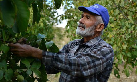 Emekliliğin Ardından Ceviz Üretimine Yönelen Hüseyin Sönmez