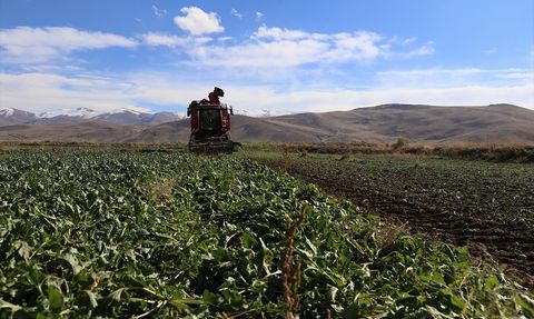 Erzurum'da Şeker Pancarında Ekim Alanı Yüzde 40 Arttı