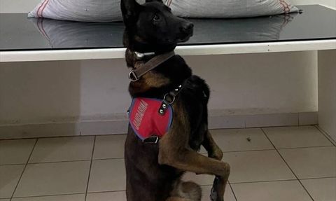 Erzurum'da Uyuşturucu Operasyonu: 32 Kilo Esrar Ele Geçirildi