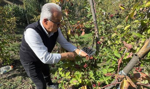 Giresun'da Ahududu ve Böğürtlen Projesi Üreticilere Destek Oluyor