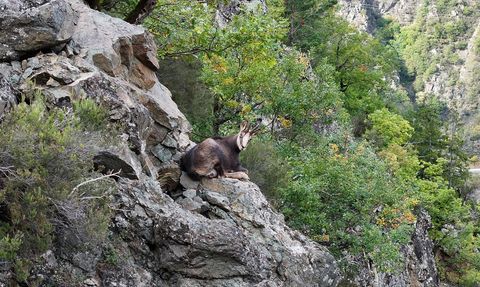 Gümüşhane'de Çengel Boynuzlu Dağ Keçileri Görüntülendi