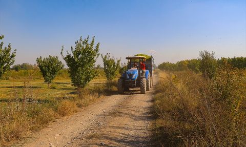 Iğdır'da Silajlık Mısır Hasadı Başladı