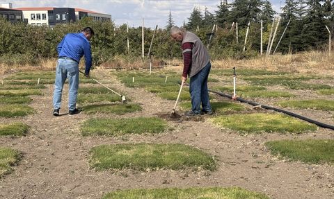 İklim Değişikliğine Dayanıklı Yerli Çim Çeşitleri Geliştiriliyor