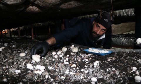 Kadın Girişimci Devlet Desteği ile 75 Ton Mantar Üretiyor