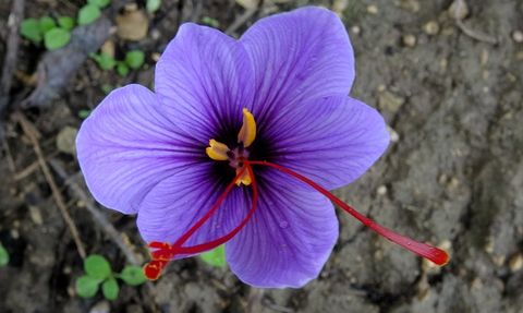 Karabük'te 9. Safran Festivali Coşkuyla Sona Erdi