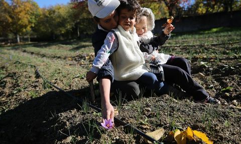 Karabük'te Mucize Bitki Safranın Hasadı Devam Ediyor