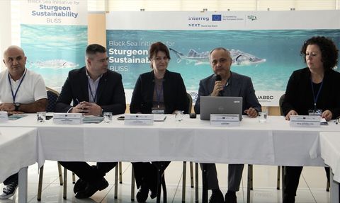 Karadeniz'in Biyolojik Hazinesi Mersin Balığı Korunuyor