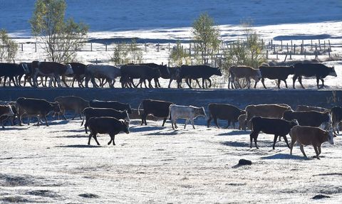 Kars'ta Kar Yağışı ve Soğuk Hava Etkisi