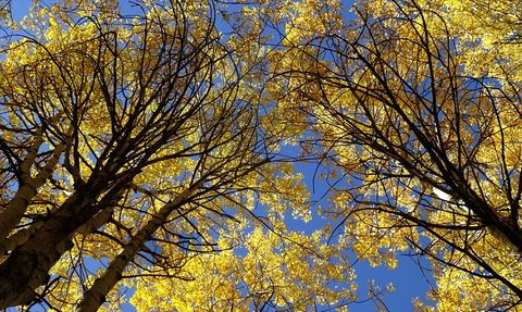 Kars'ta Sonbahar Büyüsü: Doğa Renkleniyor