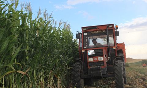 Kars'ta Yüksek Verimli Silajlık Mısır Hasadı Devam Ediyor