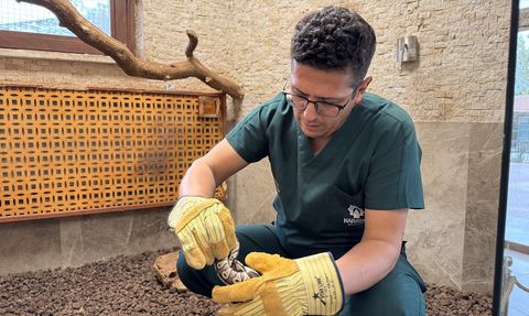 Konya'da Asayiş Kontrolünde Yavru Piton Koruma Altına Alındı