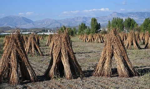 Manavgat Susamında Hasat Dönemi Başladı