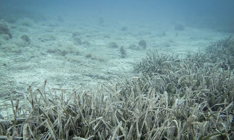 Marmara Denizi'nde Müsilaj Ortaya Çıkmadı