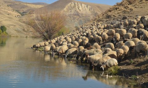 Muş'ta Göçerler Soğuk Havalarda Dönüş Yolculuğuna Çıktı