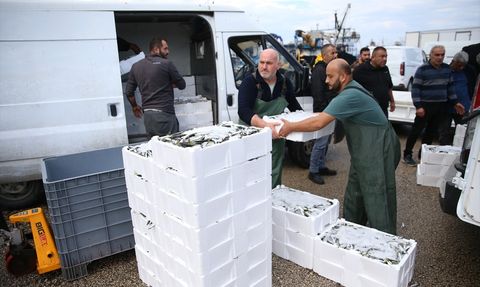 Ordu'da İstavrit Avında Bereket