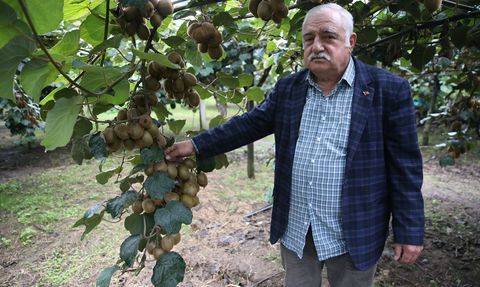 Ordu Kivisinin Kilogram Fiyatı Belli Oldu