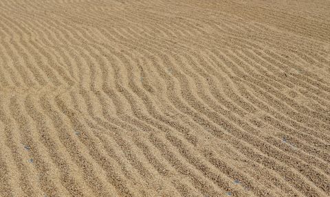 Osmancık'ta Çeltik Hasadı Başladı