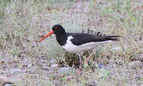 Poyraz Kuşu Göç Yolu: 8 Ülkenin İzinde
